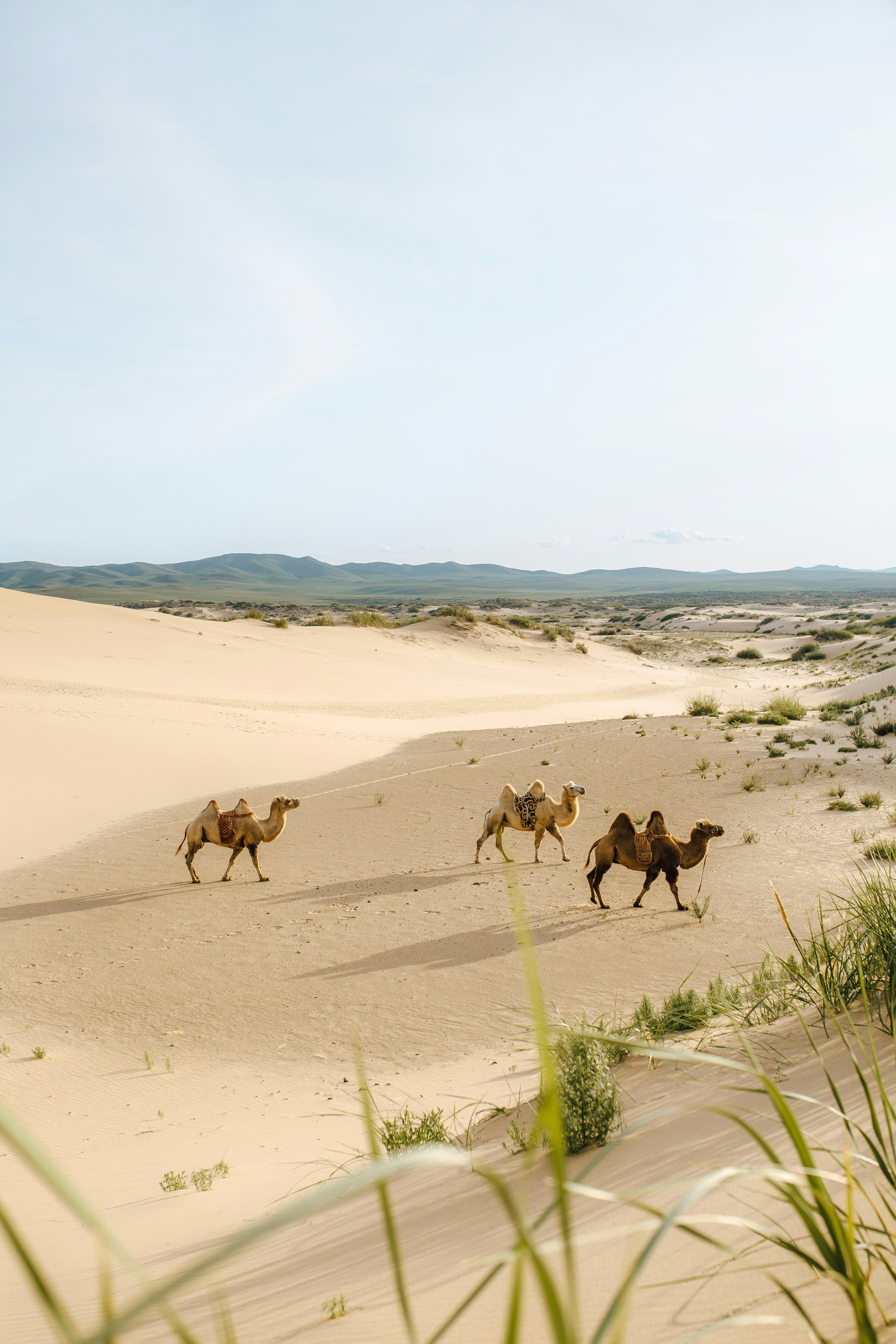 Horses grazing on vast Mongolian plains